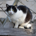 Elopsson profile picture