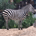jigudeliwala57 profile picture