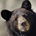 Bear Au Contraire profile picture
