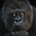 GeneralUrsus profile picture