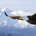 seahawk_soaring profile picture
