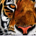bambootiger42 profile picture