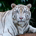 caltiger profile picture