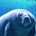 Manatee Research profile picture