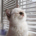 S Suen profile picture