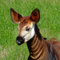 Okapi Research profile picture