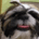 smartshihtzu profile picture