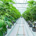 cannabisinvestor profile picture