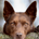 Rodi1865 profile picture
