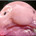 Blobfish profile picture