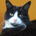 Monochrome Cat Investing profile picture