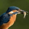 Kingfisher Research profile picture