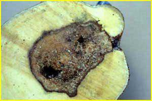 Agar Wood