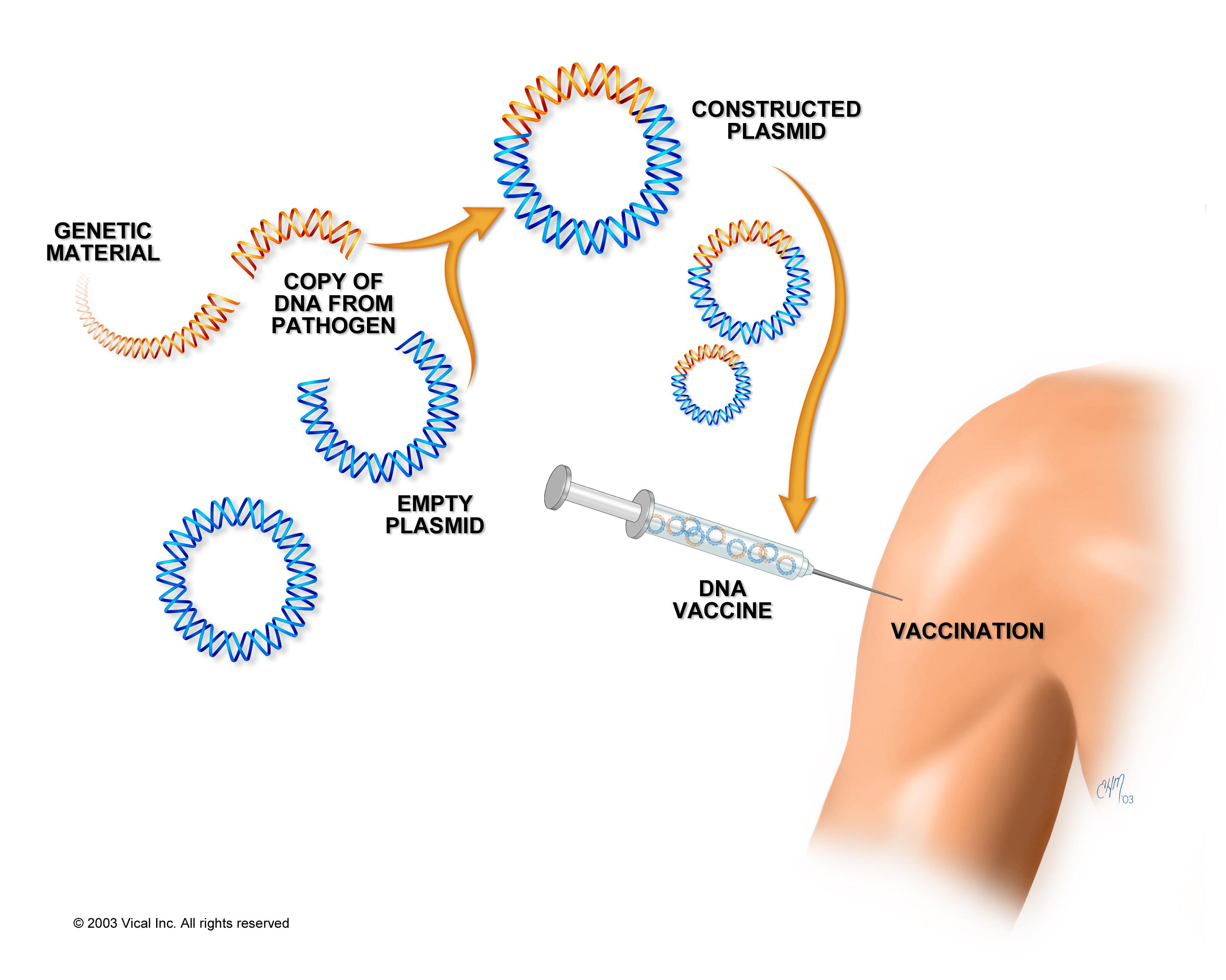Генная вакцина. ДНК-вакцина. Генная инженерия вакцины. ДНК вакцины микробиология. Вакцина на основе ДНК.