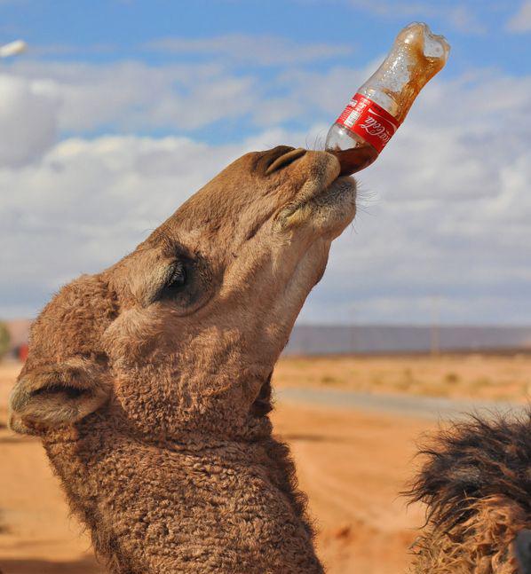 Dividend Zombies CocaCola YDP Analysis And Fair Value Appraisal