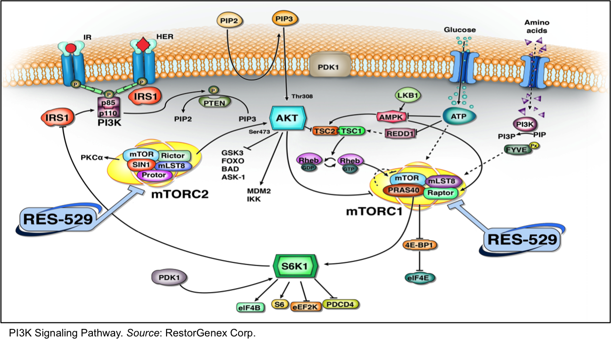 2 1 3 k. Сигнальный путь pi3k/MTOR. Pi3k/Akt Pathway. Фосфатидилинозитол 3 киназа. Pi3k Pathway target.