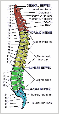 The Race To Treat Spinal Cord Injury A Comparative Analysis Nasdaq Nviv Seeking Alpha