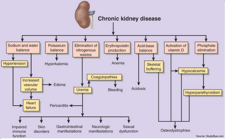 Modeling long-term diabetes and related complications in rats