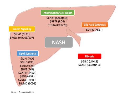 Revisiting NASH: Therapeutic Targets And The Competitive Landscape ...