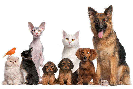 Pet Supplies at zooplus Online Pet Shop, Pet Food & Pet Accessories.