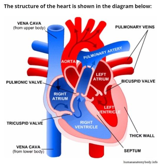 How BioSig Technologies Is Positioned To Change The Electrophysiology ...