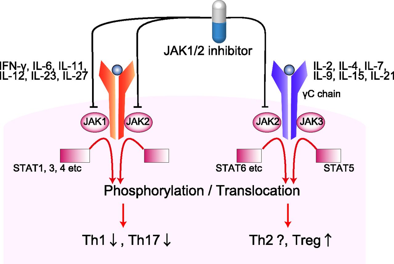 Is Jakafi A Breakthrough For Incyte In Blood Cancers? (NASDAQ:INCY ...