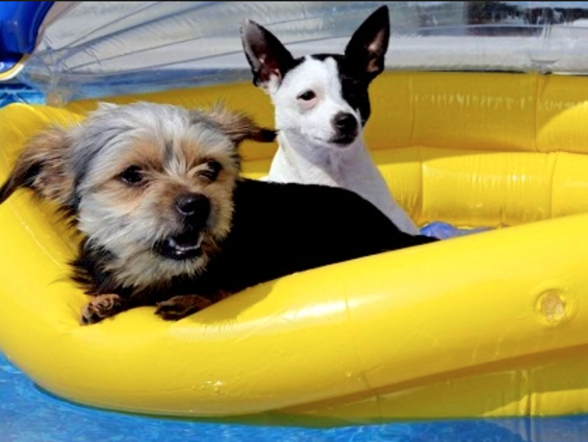 Challenger WPZ Still Tops With Analysts In June/July Dog Days Seeking