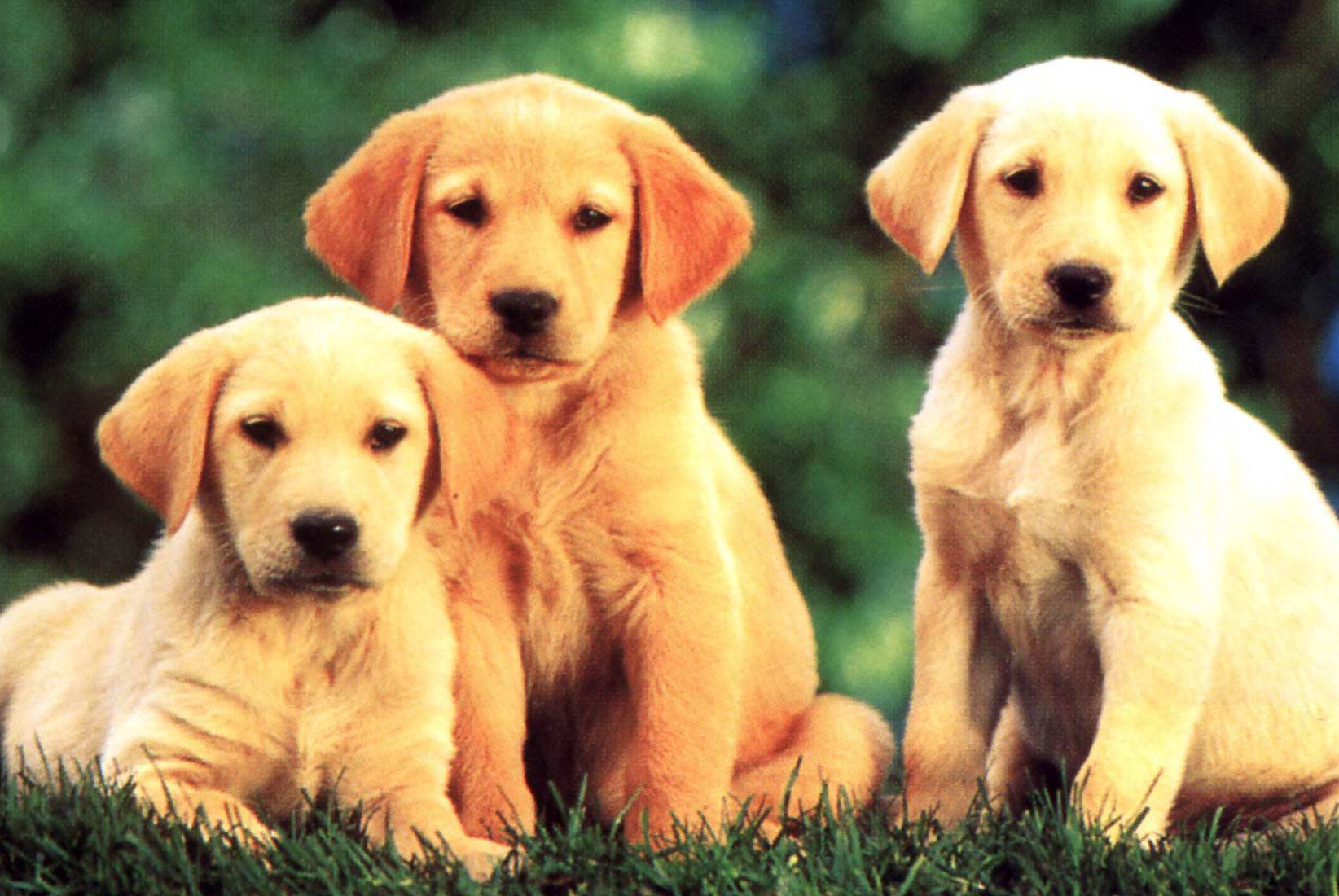 Собачонке было три недели. Собаки. Красивые собаки. Щенки и собаки. Картинки собак.
