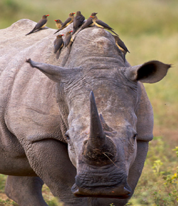 oxpecker and rhino relationship