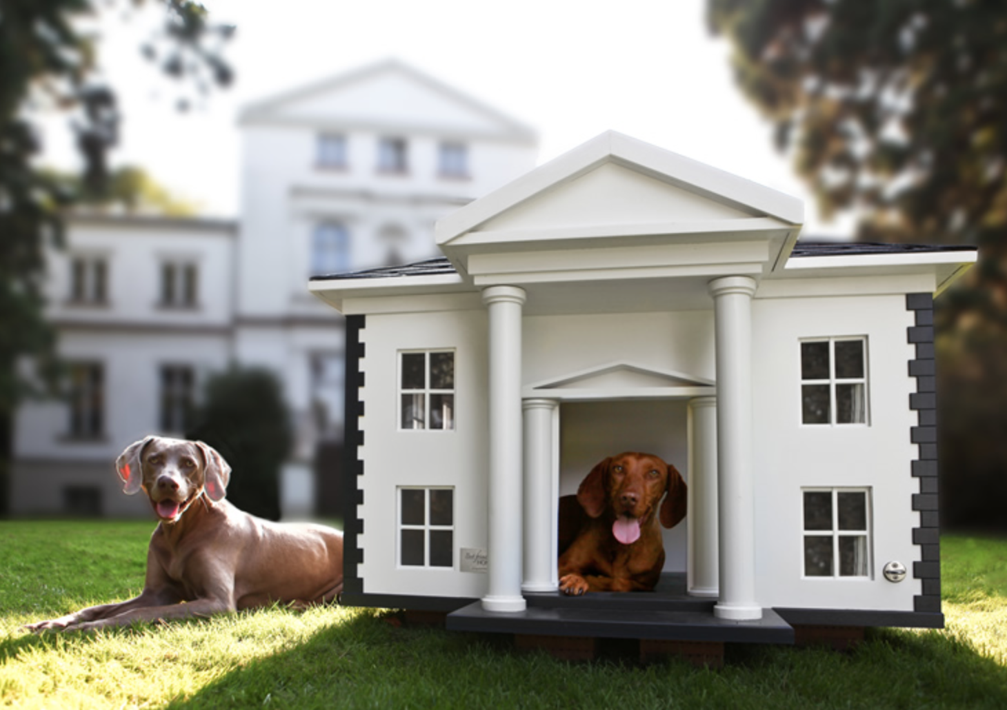 New dog house. Домик для собаки. Собака с конурой. Красивые будки для собак. Уютный домик для собаки.