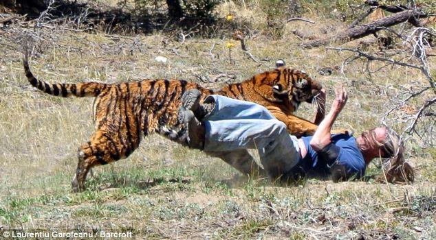 mike the tiger video ambush predator mike the tiger video ambush predator