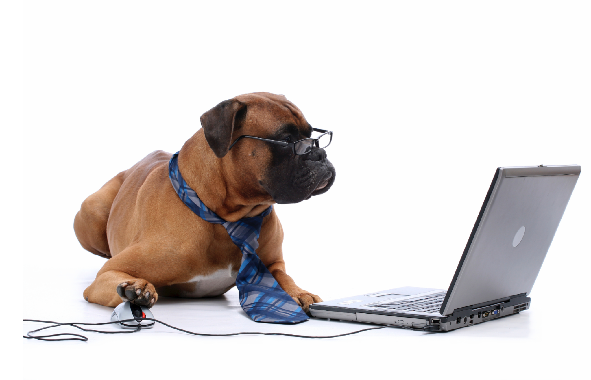 Компьютер pet. Животные и компьютер. Собака с телефоном. Собака с ноутом. Собака с ноутбуком.