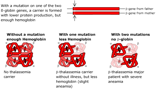 Cutting Edge Gene Therapies Beta Thalassemia Breakthroughs Part I Seeking Alpha