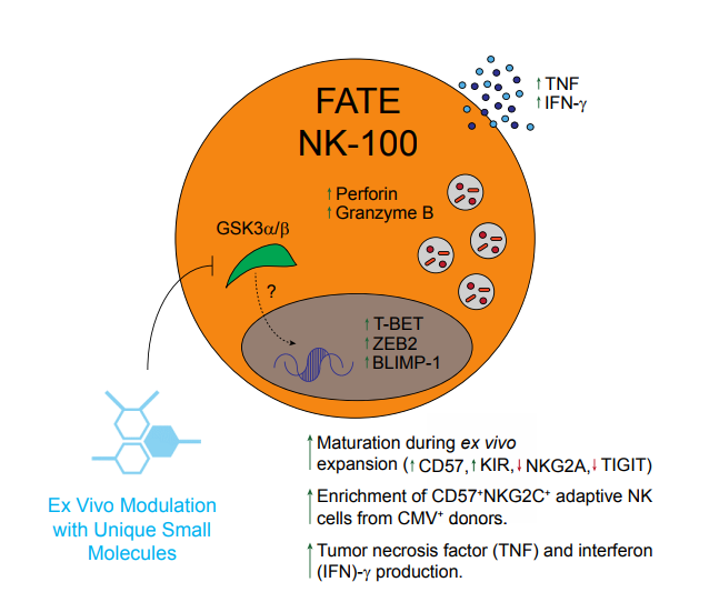 The Fate Therapeutics Thesis: How Does It Hold Up To Scrutiny? (NASDAQ ...