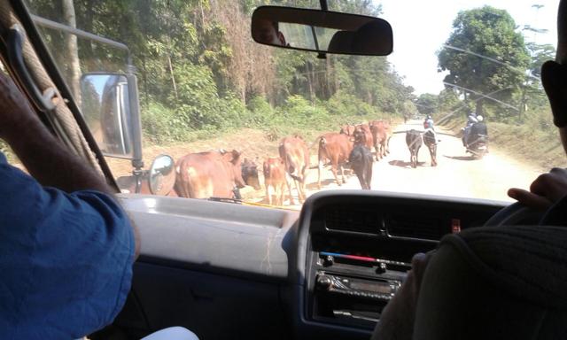 cows on road