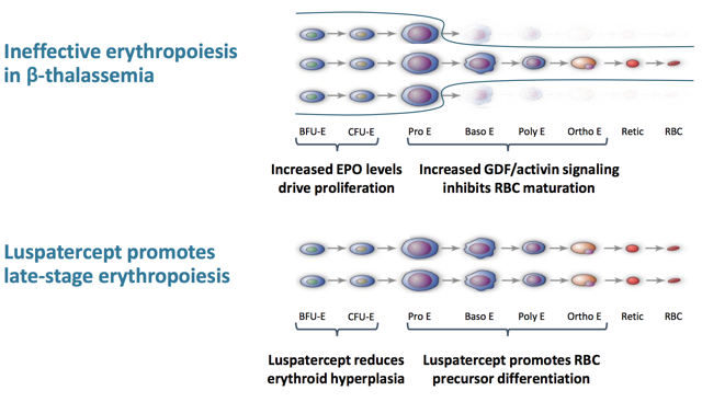 Cutting Edge Gene Therapies: Beta-Thalassemia Breakthroughs (Part I ...