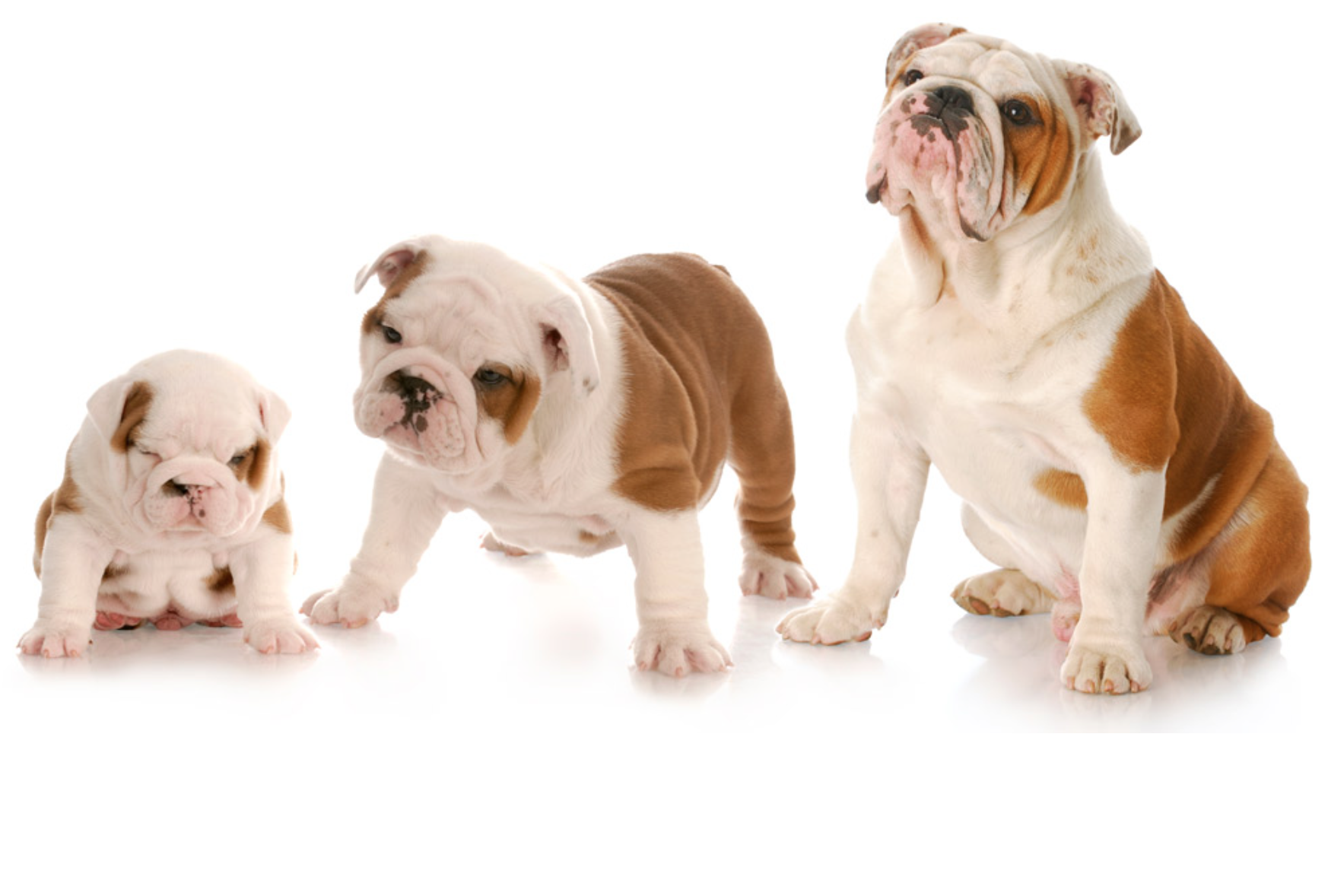 Strategic Safety Report III 20 Growth At Reasonable Price Dividend