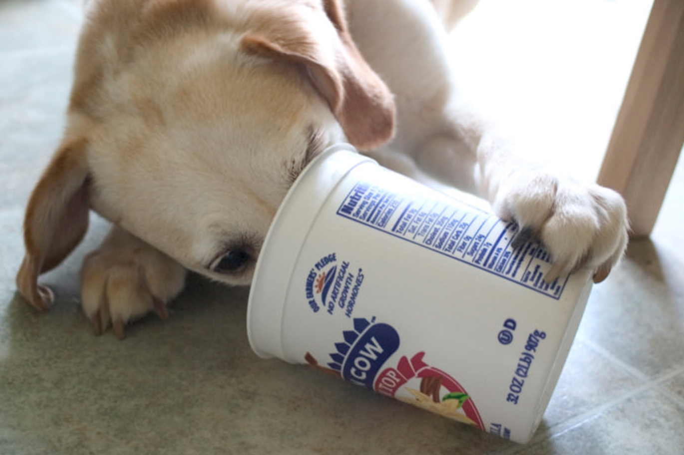 Можно кормить щенка молоком. Йогурт для собак. Молочка для собак. Собака пьет кефир.