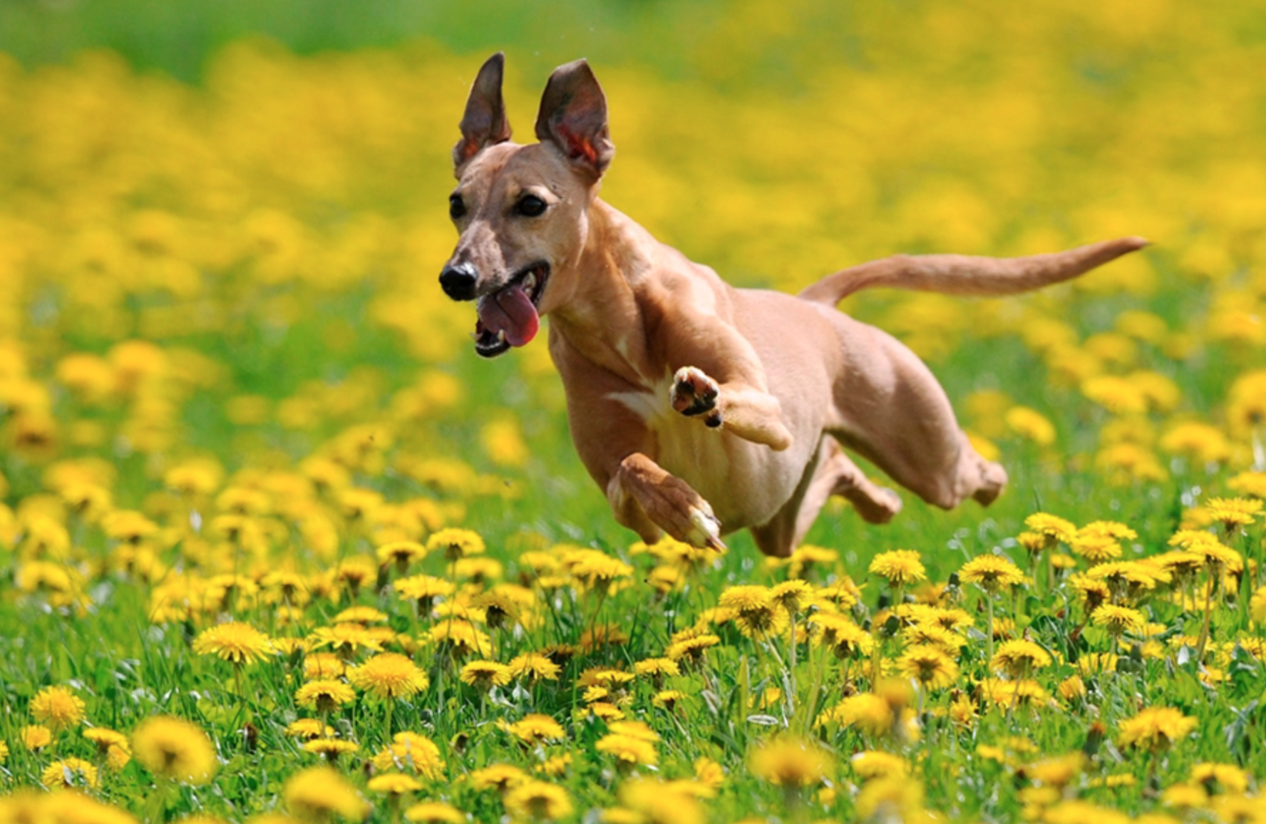 Dogs follow me. Собака бежит. Собака бежит в поле. Собака в поле. Собака бежит по полю.