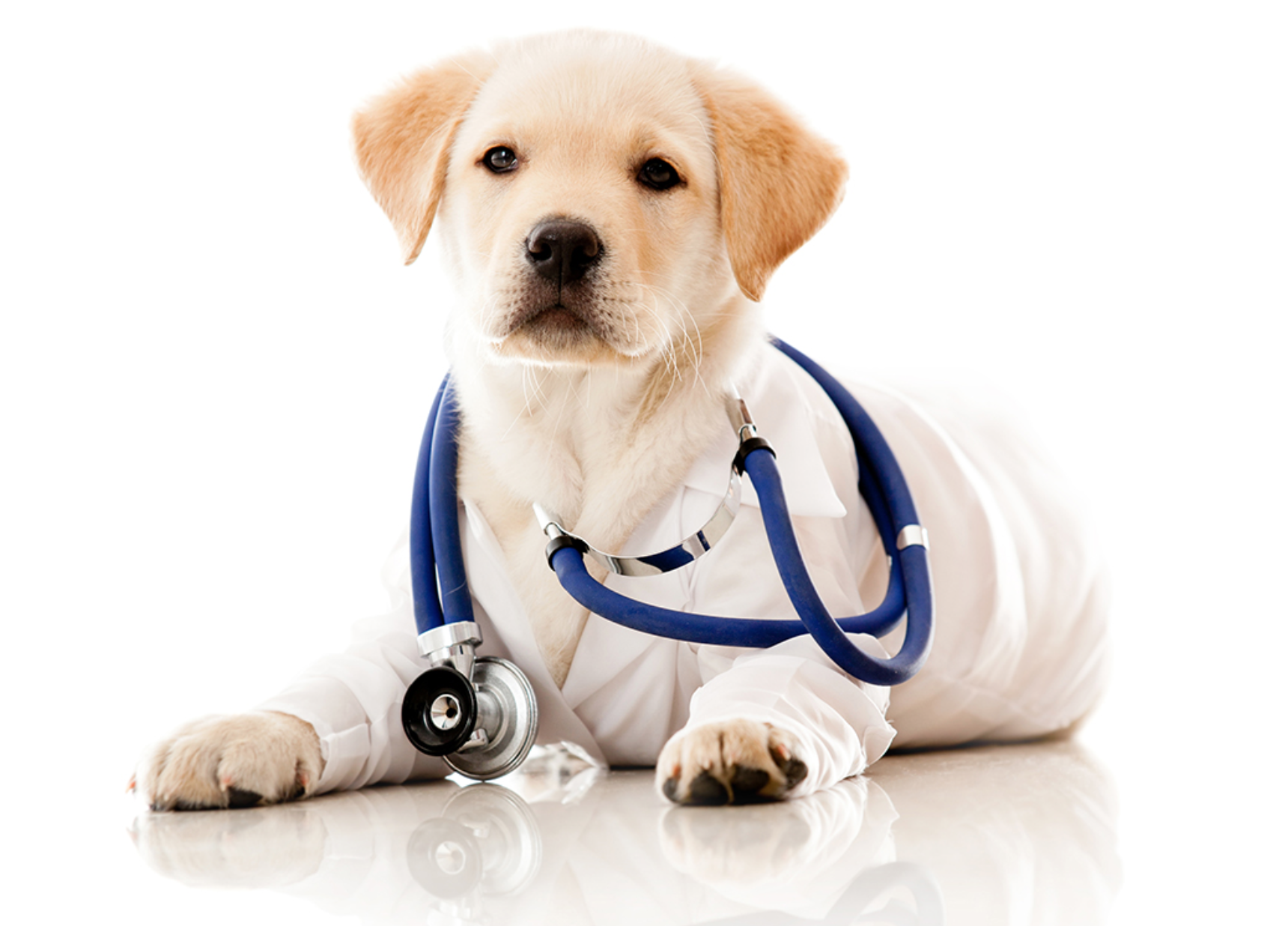 Canine Health Essentials: A Comprehensive Guide