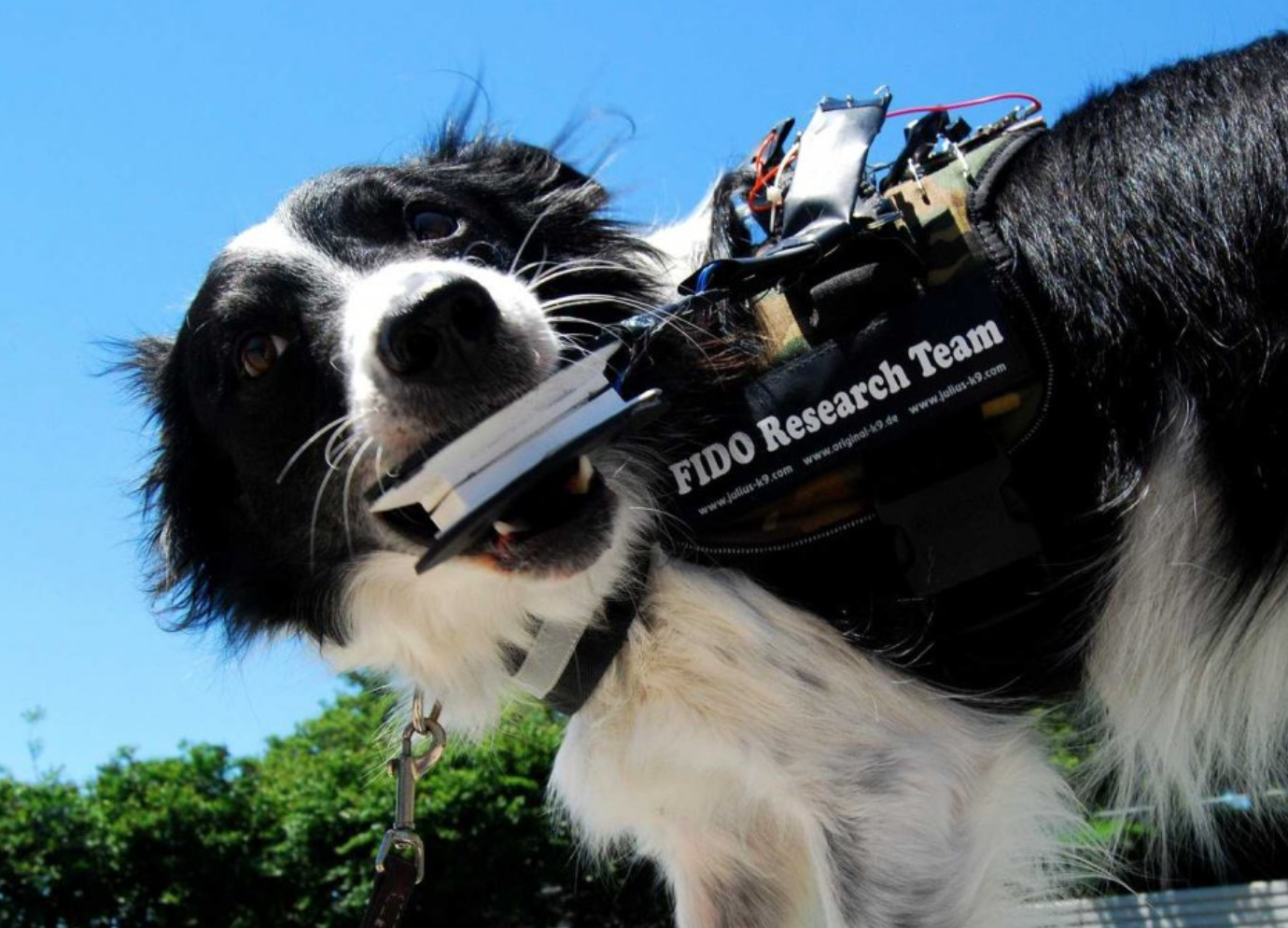 роботы животные. робособака киберпанк. собака киборг. шейник между собак. робот aibo.