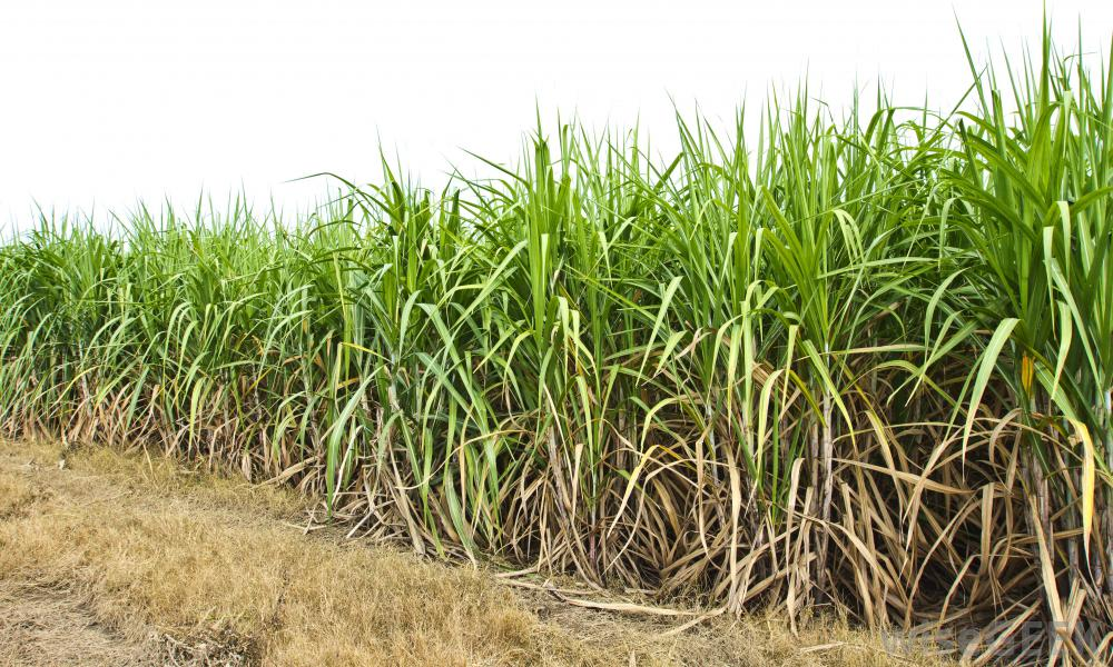 sugar cane field png