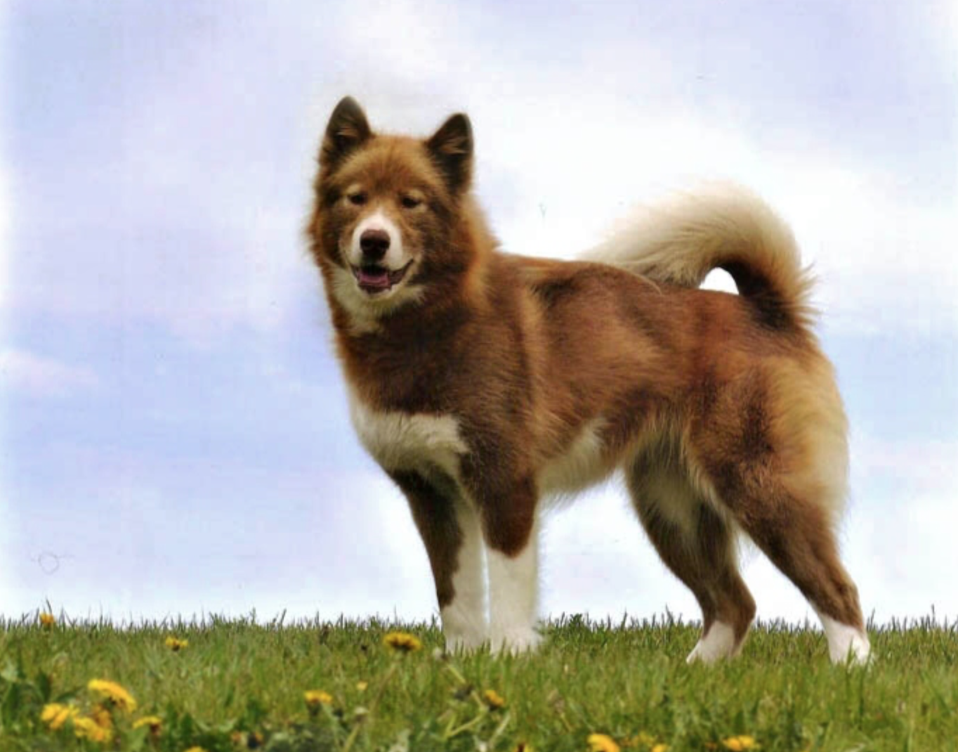 Порода собак в рекламе. Эскимосская лайка. Канадская эскимосская собака. Эскимосская лайка собака. Канадская лайка.
