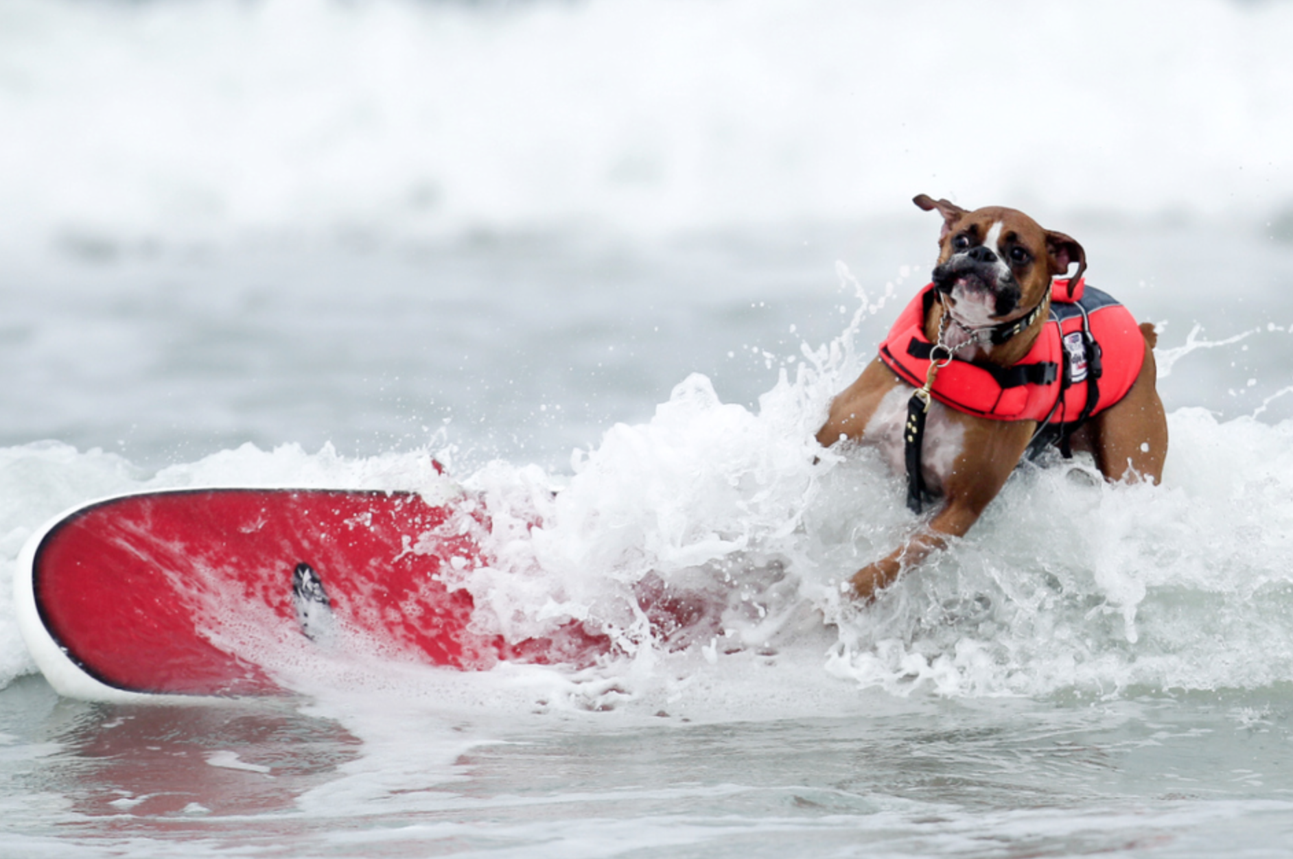 'Safer' Dividend Challenger Top 10 Dogs Chase 1634 June Gains