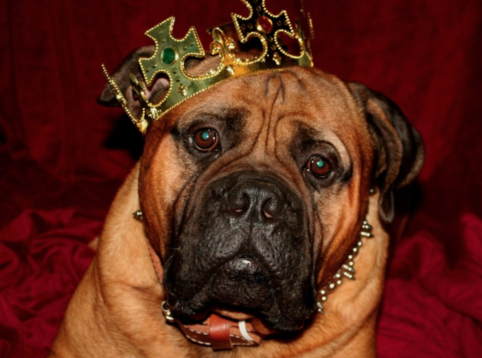 1. «Була» из романа «Собачье сердце»