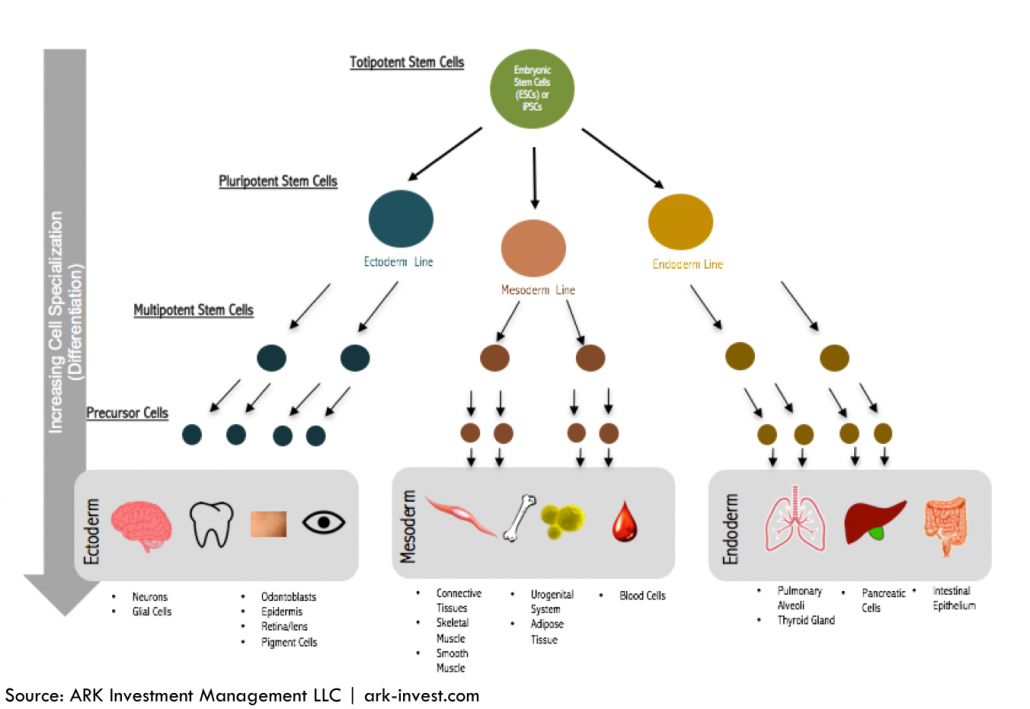 stem cell