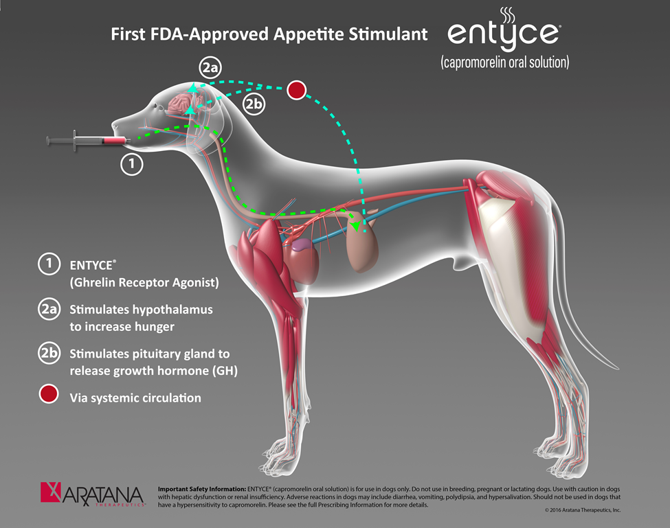 Canine перевод. Капроморелин. Entyce Капроморелин. Собака грелин. Entyce (capromorelin oral solution).