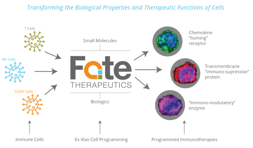 Cell in programming. Клетки cd 34 это. хоминг клеток. белок png биология. nano cell therapy logotype.