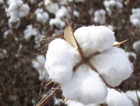 Cotton - Wikipedia