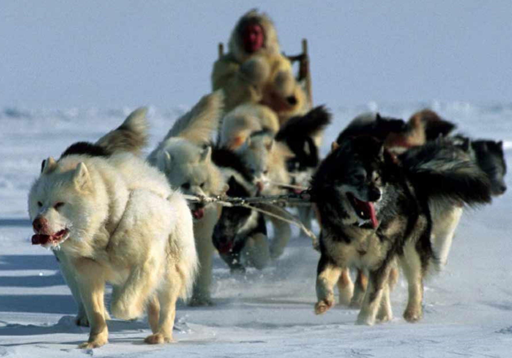 Эскимосская ездовая собака